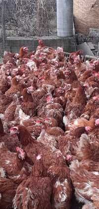 ‼️‼️ gaini rosii ouătoare ‼️