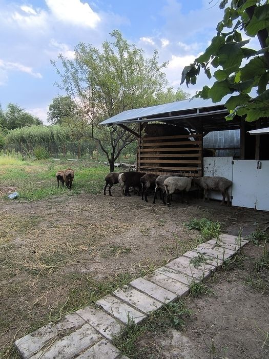 Продам Баран оптом