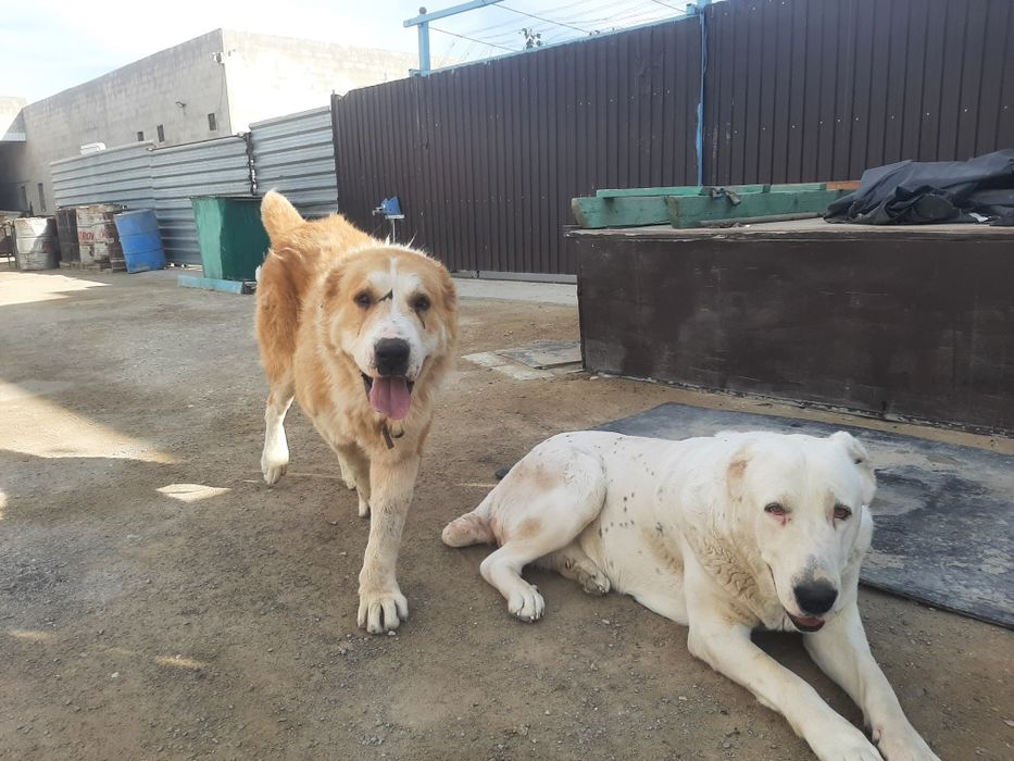 САО щенки продётся