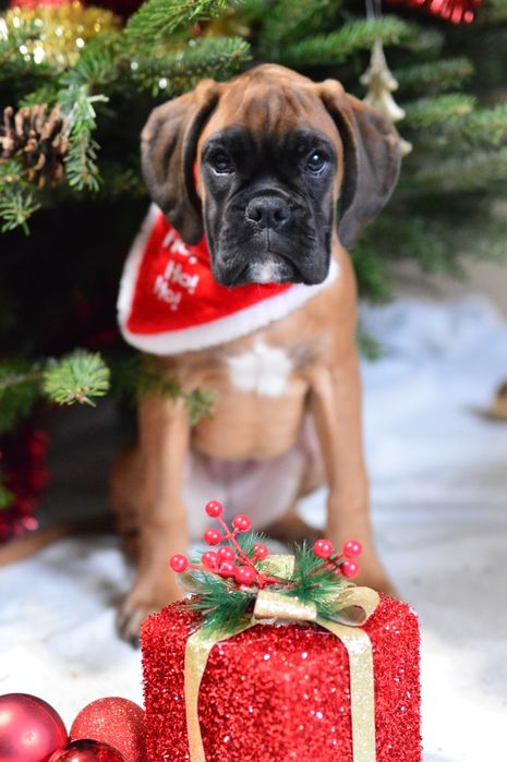 Pui boxer cu pedigree