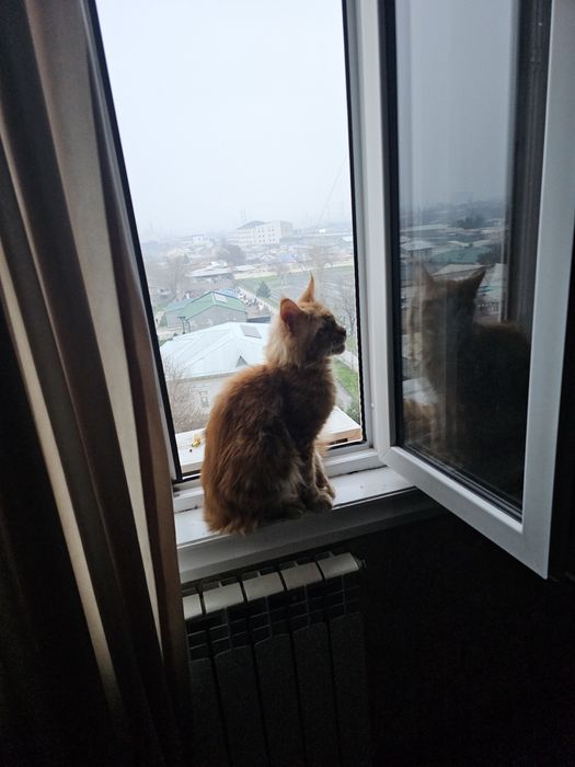 Кот мейнкун,не кастрированный