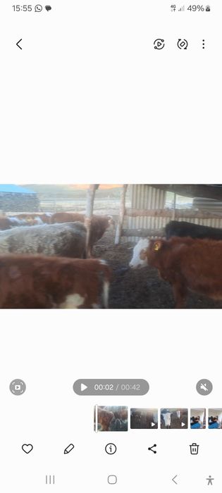 Сиырлар сатылады