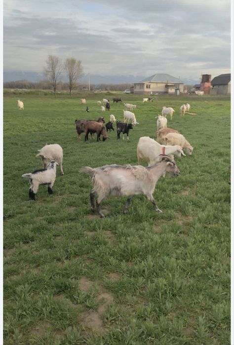 Ешкы суты Козье молоко