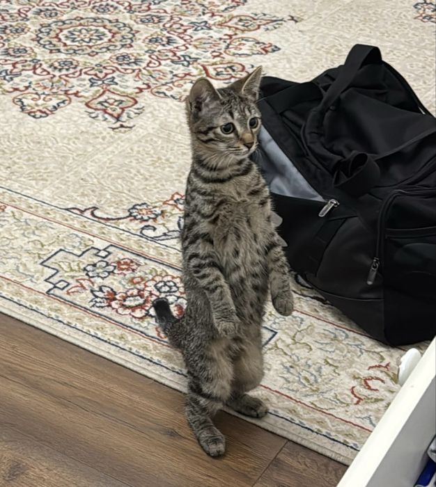 Найден котенок. Ищу для нее хозяев.