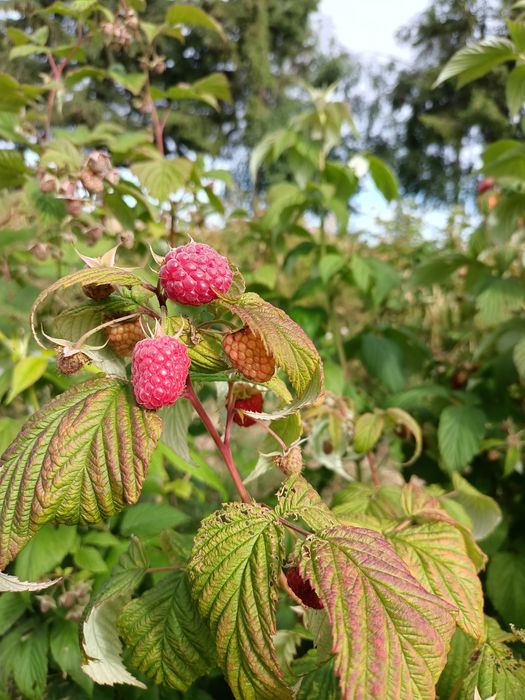 Suc natural de zmeura, coacăze negre si aronia