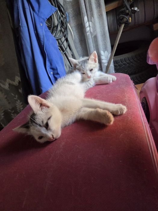 Отдаю котята в добрфе руки