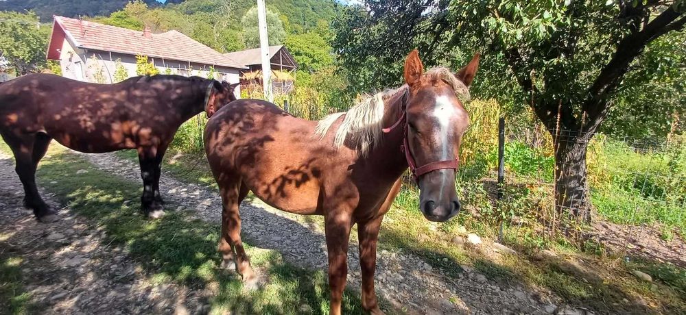 Vanzare iapa semi greu