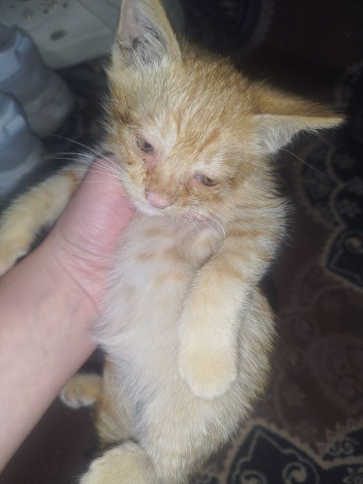 Отдам котят в добрые руки