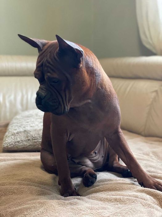 Подаряваме куче чунцин (китайски булдог)