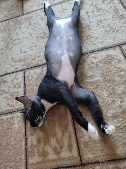 Отдам кота в очень хорошие руки