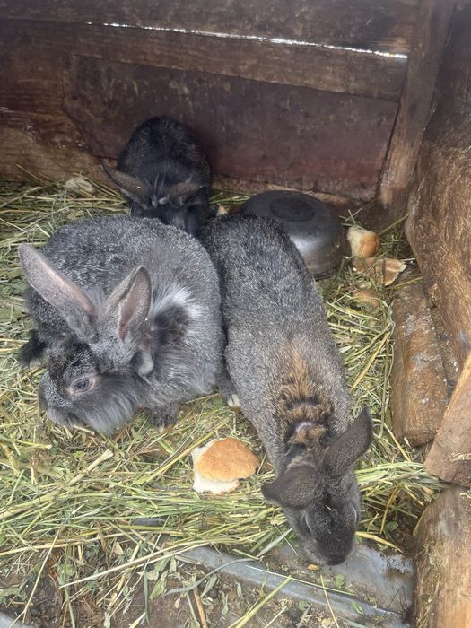 Vând iepuri de casă