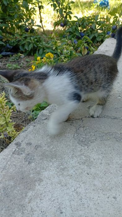 Отдам котят в добрые руки