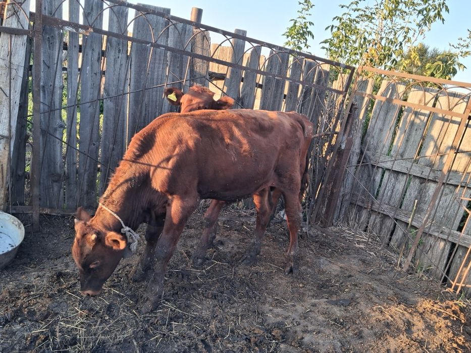 Продам быка и телят