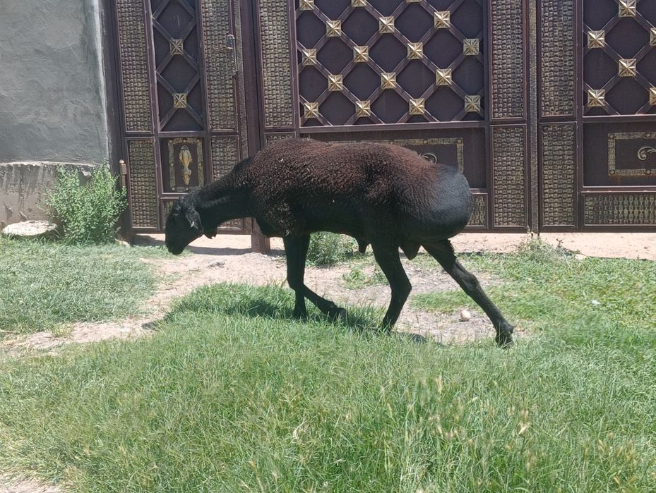 Дау Қошқар сатылады