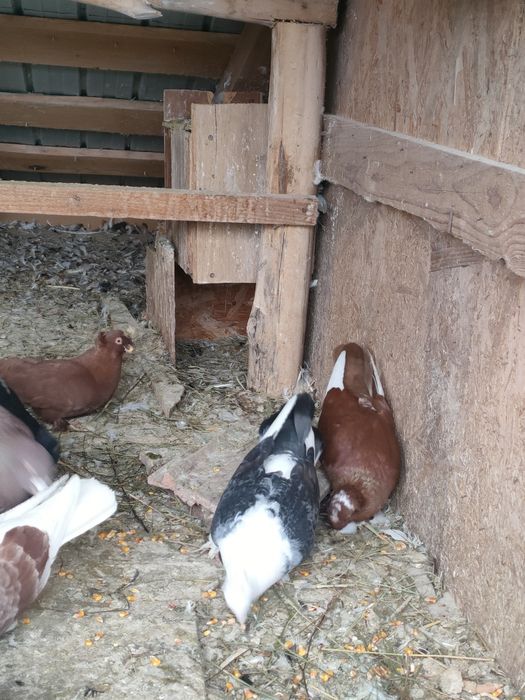 Standard si jucători, mătase japoneză