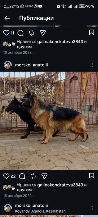 Щенки немецкой овчарки