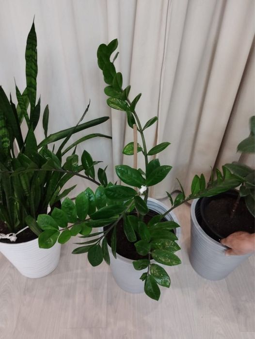 Продам цветы