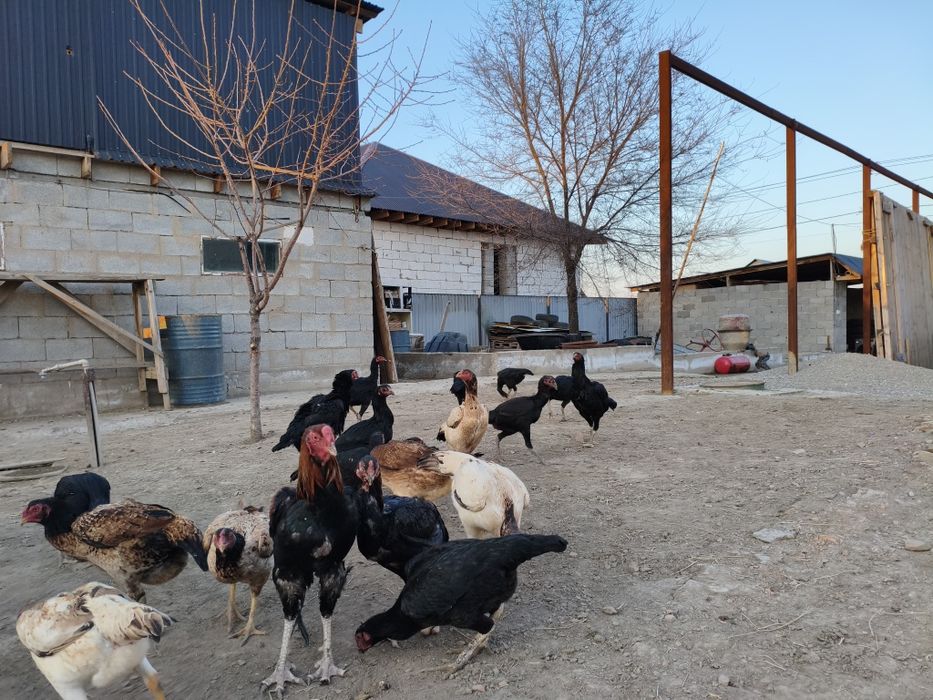 Дакан тауыктар сатылады.