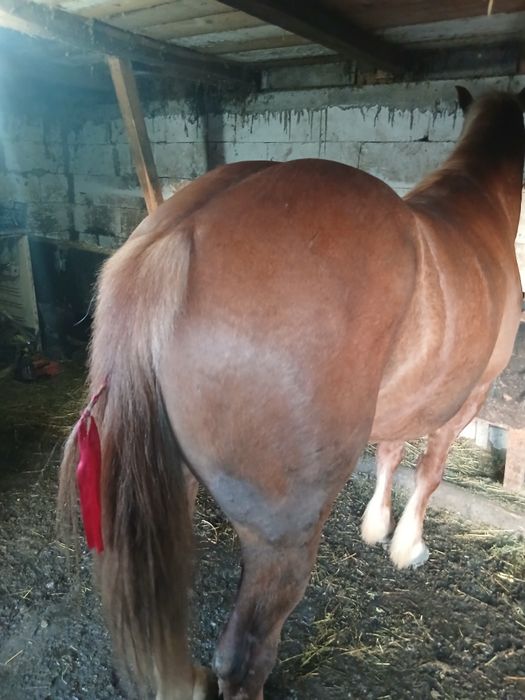 De vânzare cal castrat