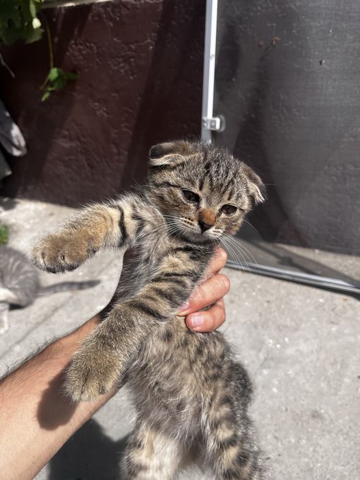 Котята вислоухие