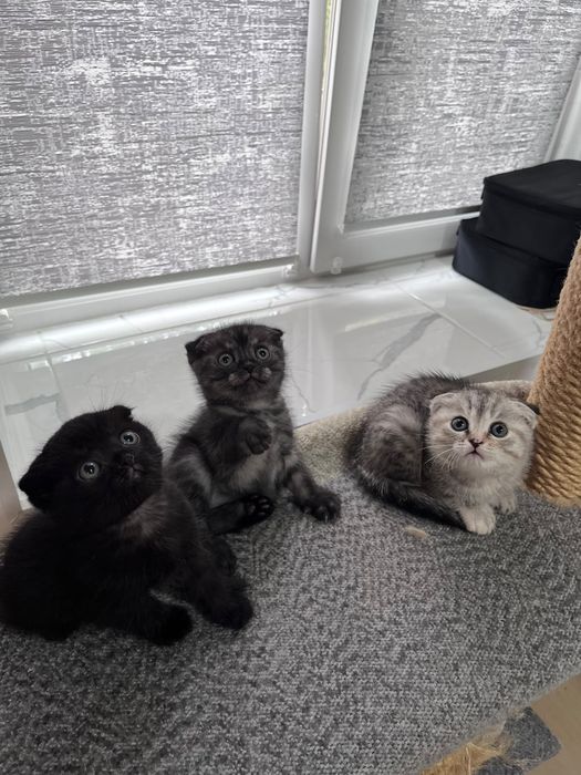 Котята шотландские