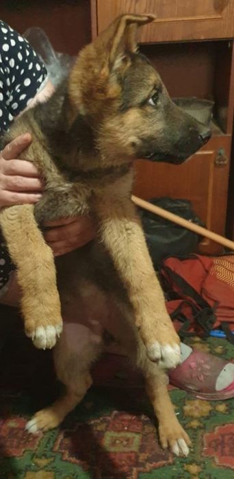 Продам щенка ВЕО