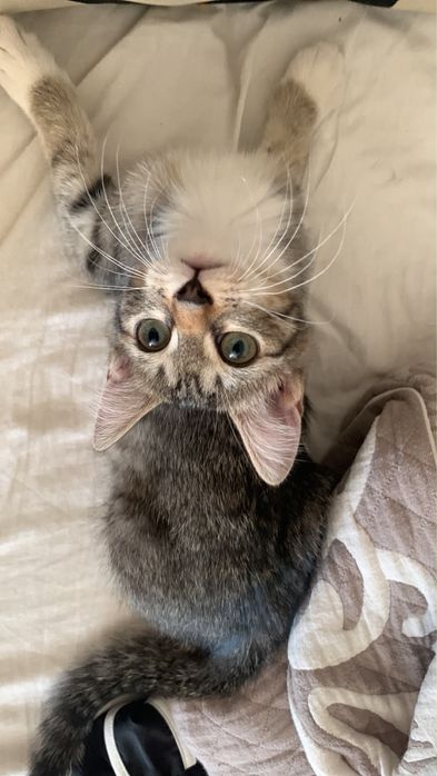 Котята бесплатно отдам