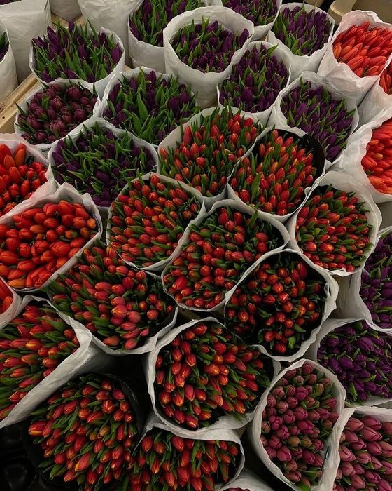 Тюльпаны оптом и в розницу