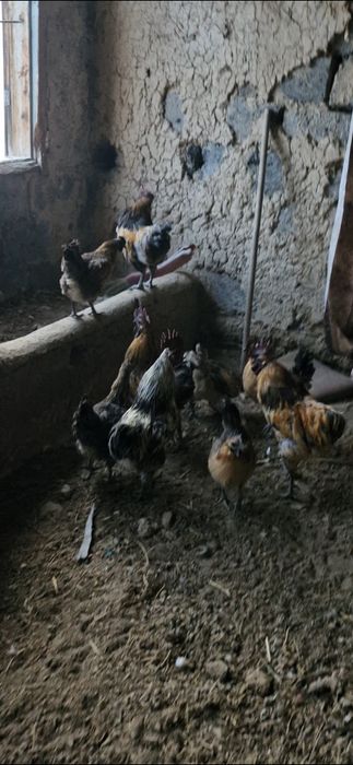 Продам лакедензи  всех