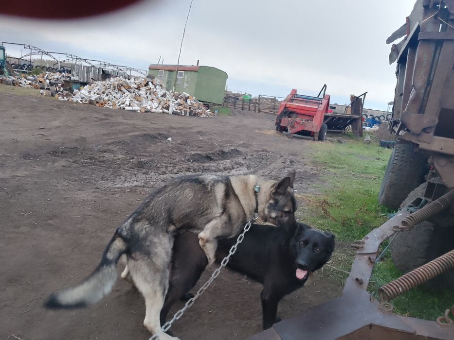 Продам щенков ВЕО