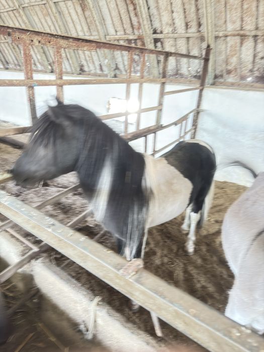 Продается спокойный пони