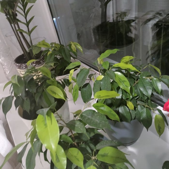Продам фикус Бенджамина