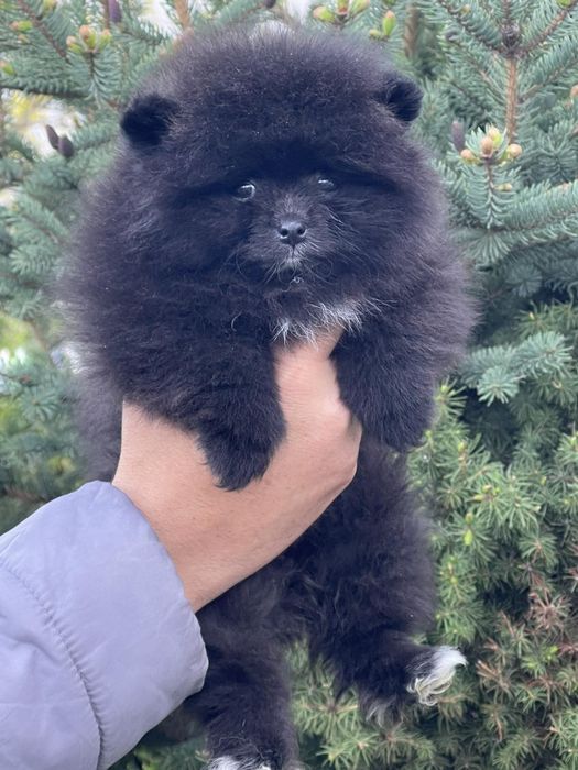 Померан померани