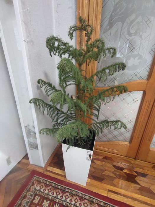 Ёлки город Ташкент