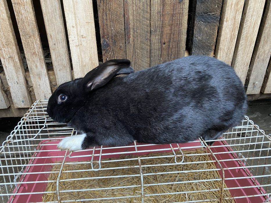 Hicole Francez rasa pura din parinti de exceptie