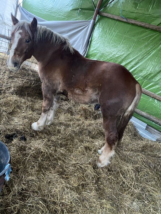 Vand manz de 2 ani la primavara