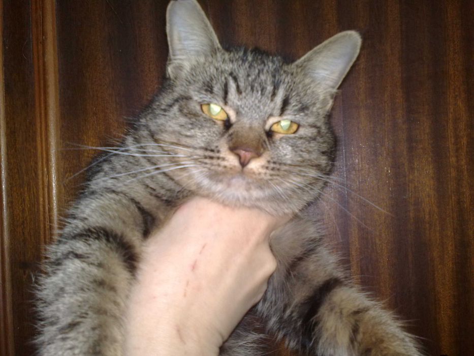 Красивая кошечка кити в добрые руки.