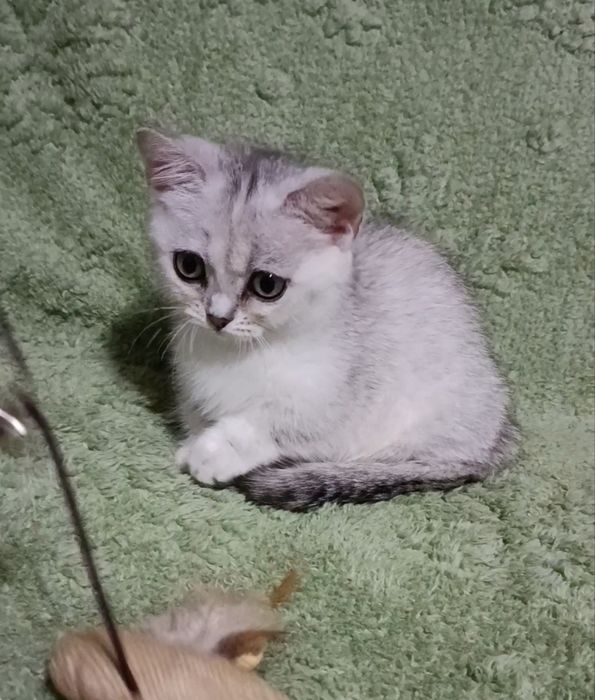 Малышка манчкин серебряная шиншилла
