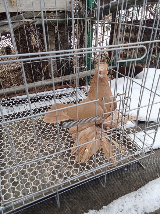 Продам голубей хороших