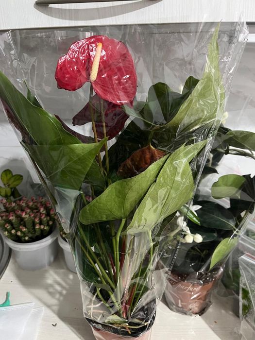 Комнатные растения