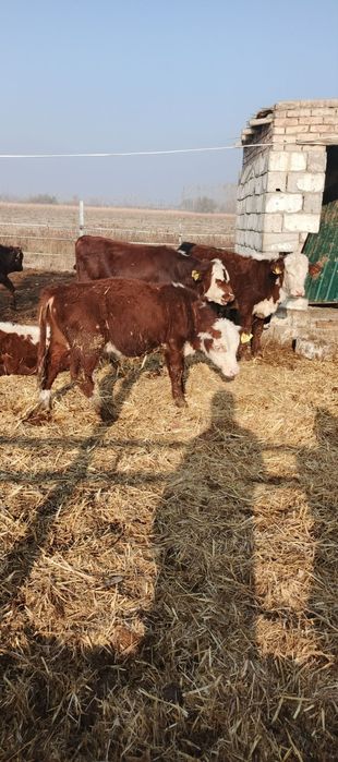 Uchko'prik tumani Turg'oq mahallasida Zotli buzoqlar