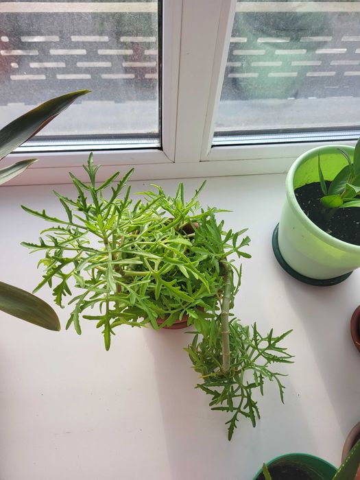 Комнатные растения