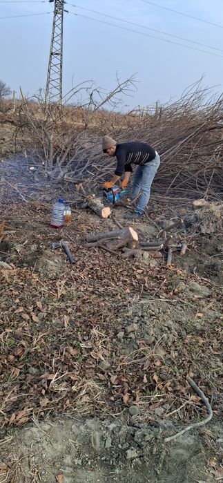 O‘tin uchun daraxtlar sotiladi