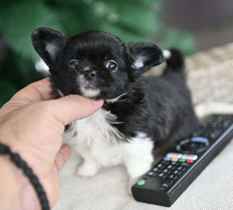 Мъжко дългокосместо мини чихуахуа