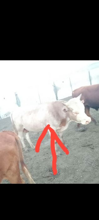 Продам бык 1,7 года