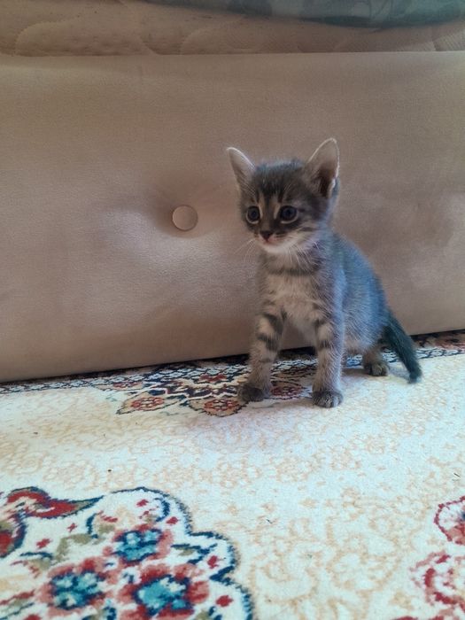 Отдам котят бесплатно.