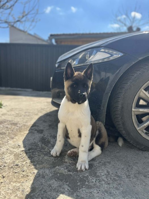 Vând Achita American