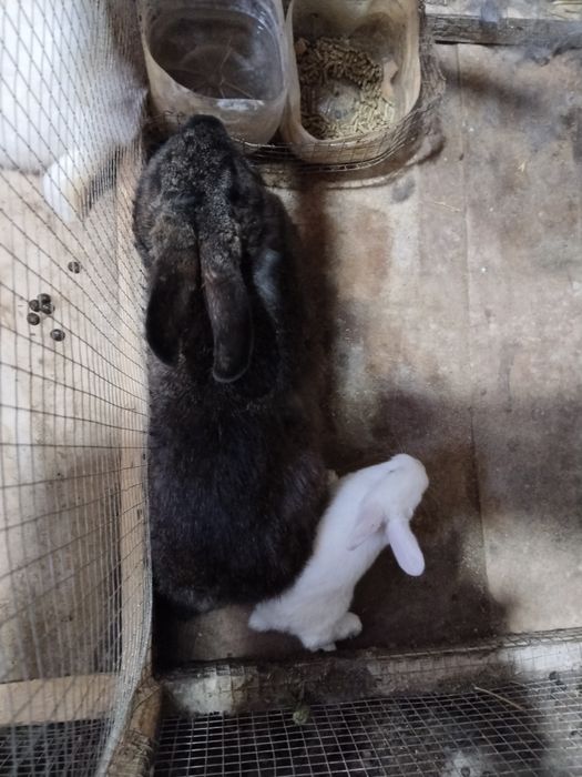 Urgochi velikan quyon