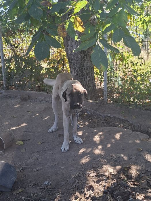 Vand câine kangal