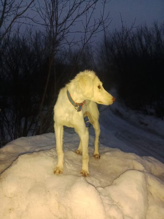 5 айлык тазы кушик сатылады.